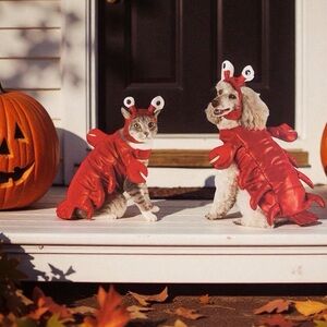 Hyde & Eek Boutique Lobster Dog Halloween Costume 2pc Set Size Small